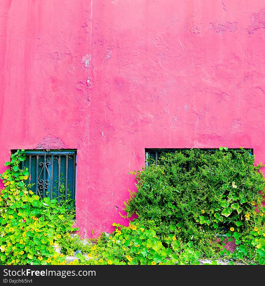 Plants on pink concept. Tropical green. Pink wall Canary island