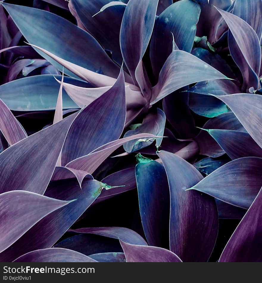 Tropical Plant Background. Violet Mood