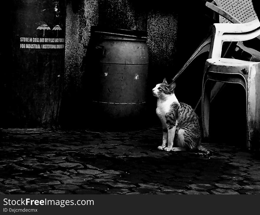 The photo was taken during a visit ajanta caves showing a cat`s attraction towards its basic need i.e food for its survival. The photo was taken during a visit ajanta caves showing a cat`s attraction towards its basic need i.e food for its survival