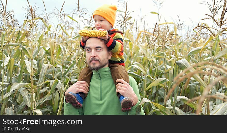 Cute happy child in colorful sweater sitting on his father shoulders with ripe corn cob on yellow autumn corn field. Fall season concept. Banner with copy space.