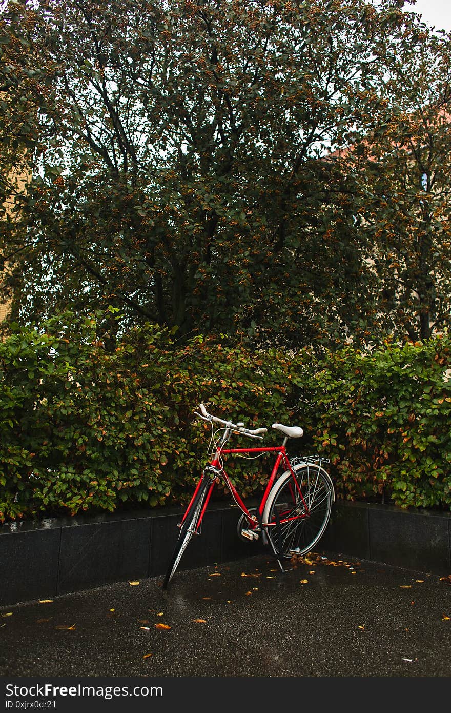 Bicycle Near Green Bushes And Trees