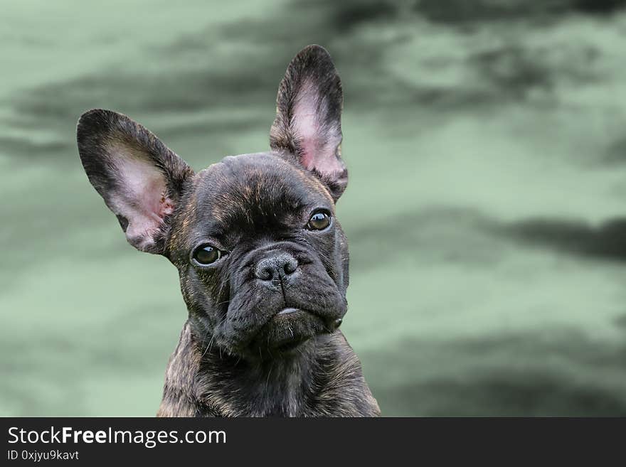 An adorable brown and black brindle French Bulldog Dog, against a dramatic sky background, composite photo