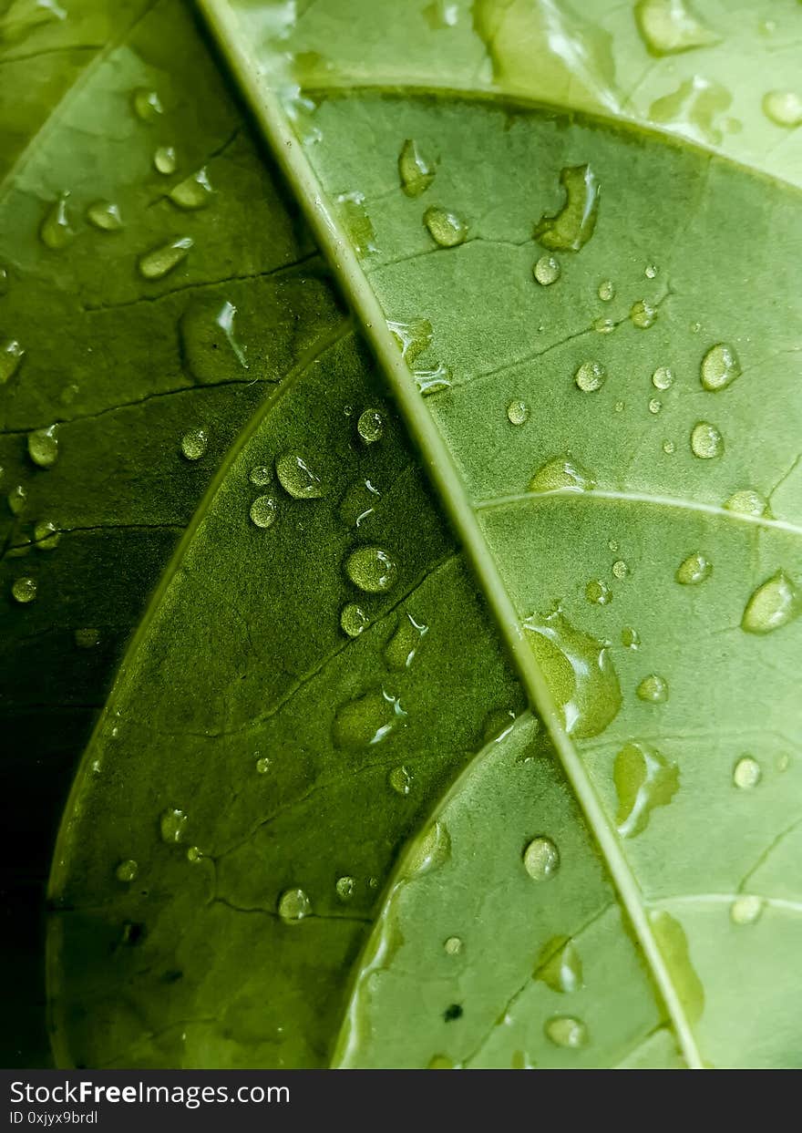 Water Drops Are Falling On The Green Leaves And The Light Is Being Reflected