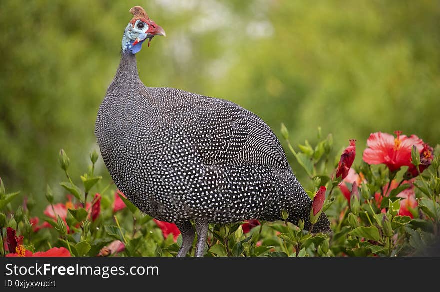 Collection of helmeted guineafowl found in Camps Bay, Cape Town - South Africa. Collection of helmeted guineafowl found in Camps Bay, Cape Town - South Africa.