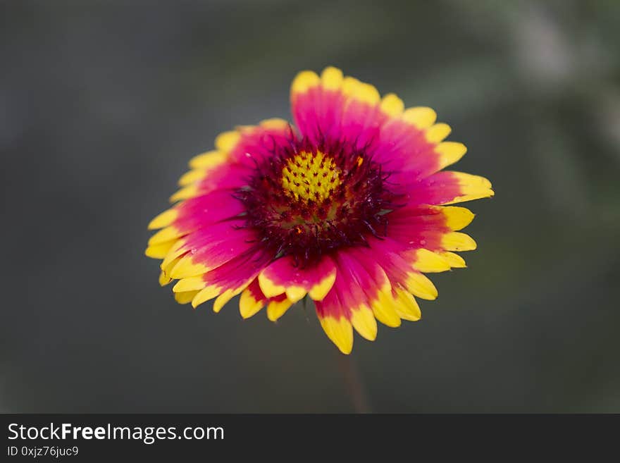 Gaillardia Pulchella, Indian Blanket Flower