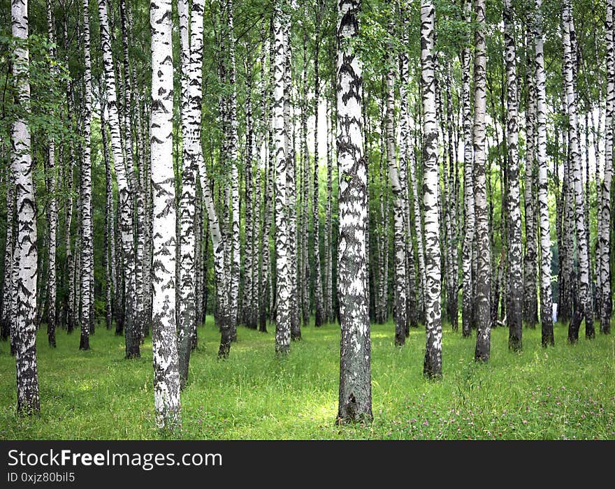 Morning summer birches and meadow red clover in sunlight