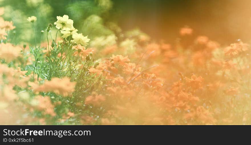 Yellow and orange cosmos flower in garden