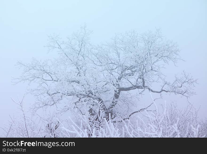 Tree with Frost Branches