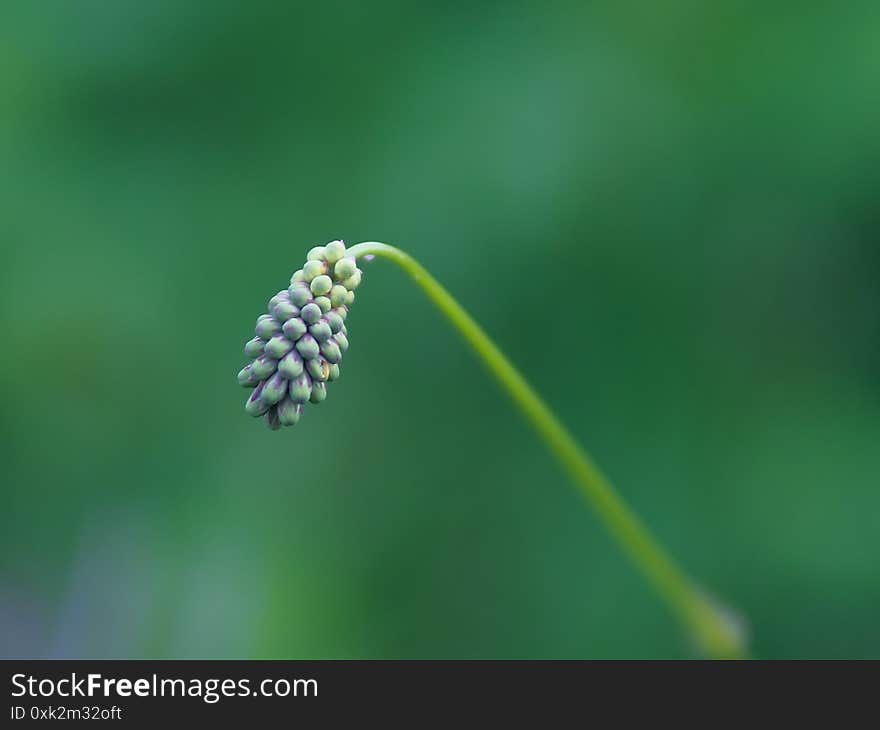 flower bud ,Wait for the day to bloom