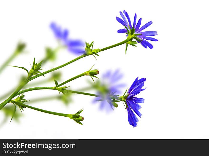 Chicory flower with leaf isolated on white background