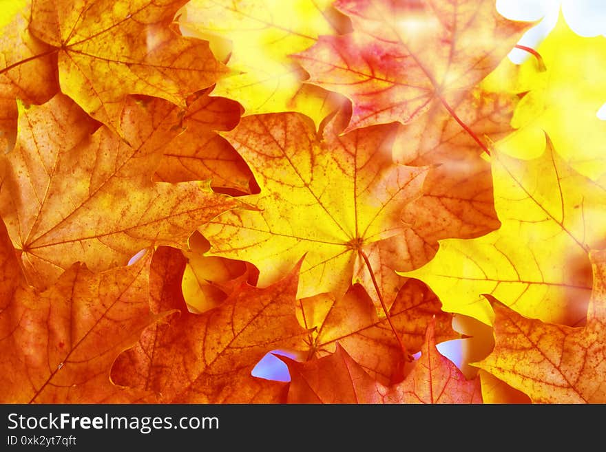 Autumn background with bright colorful leaves. Indian summer. foliage