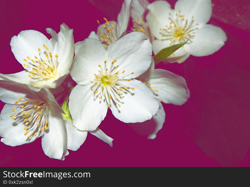 White jasmine The branch delicate spring flowers