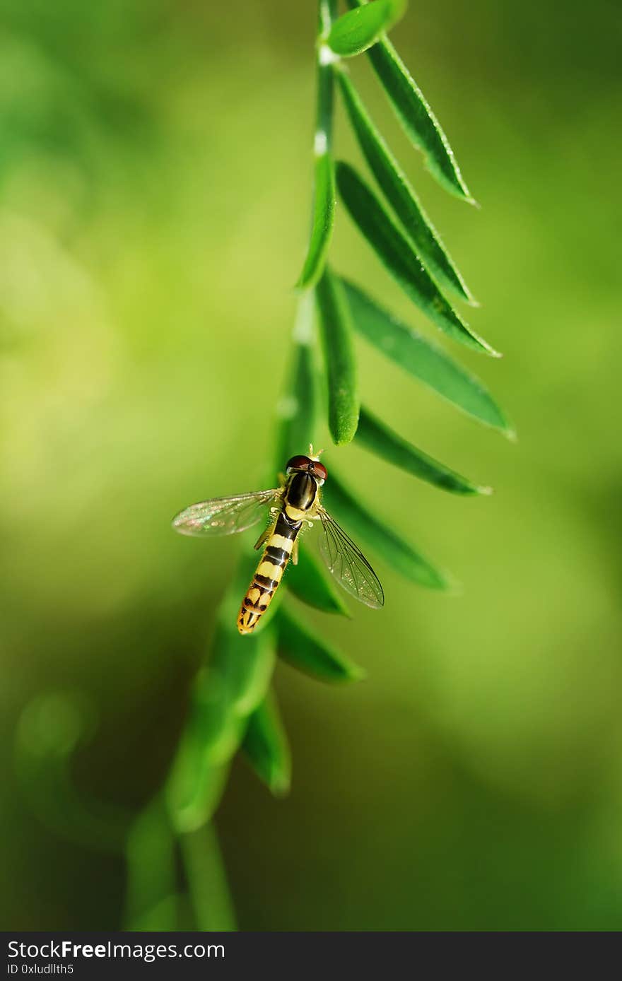 Marmalade Hoverfly - Episyrphus Balteatus.