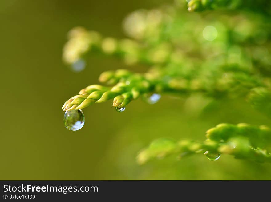 Rain drops on Thuja branch close up.