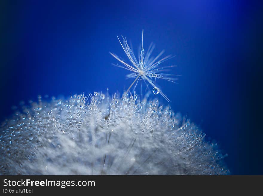 Dandelion parachute in flight all in droplets of dew against the sky. Dandelion parachute in flight all in droplets of dew against the sky