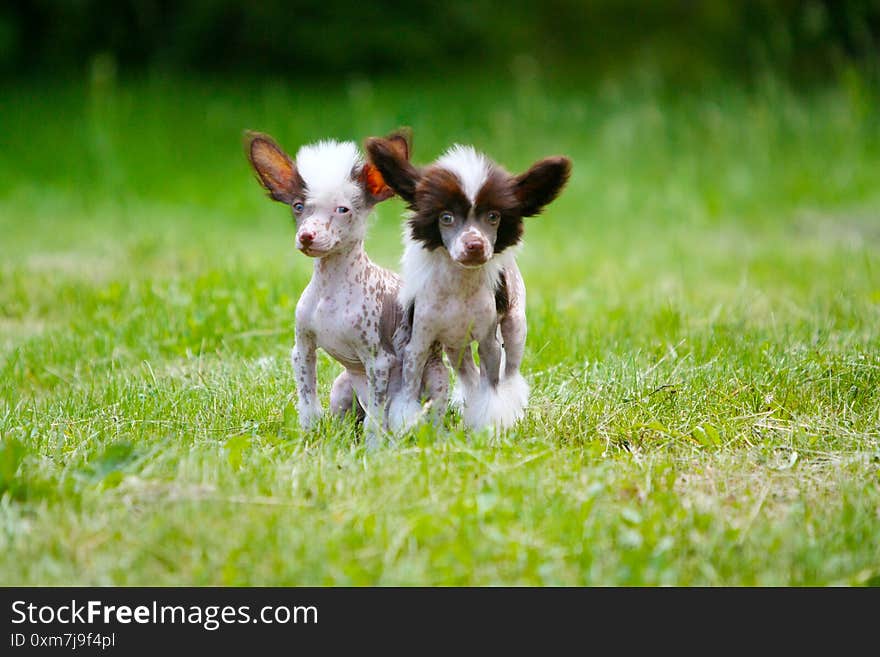 Chinese Crested Dog Puppies On The Background Of Grass.