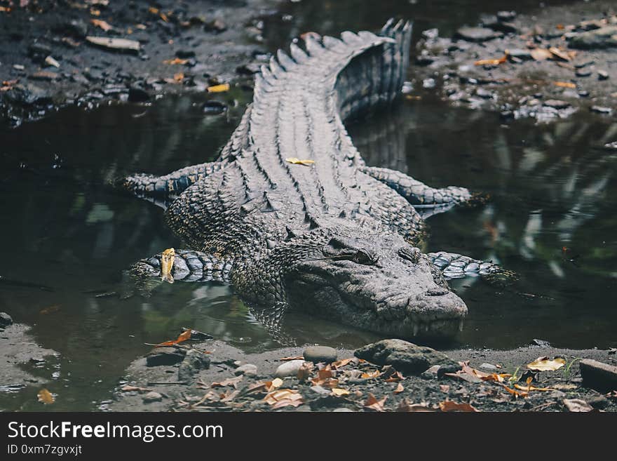 Saltwater crocodile Crocodylus porosus or Saltwater crocodile or Indo Australian crocodile or Man-eater crocodile. sunbathing at the swamp