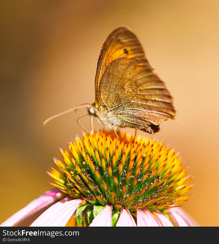 Beautiful butterfly sits on a flower in the garden, nature landscape