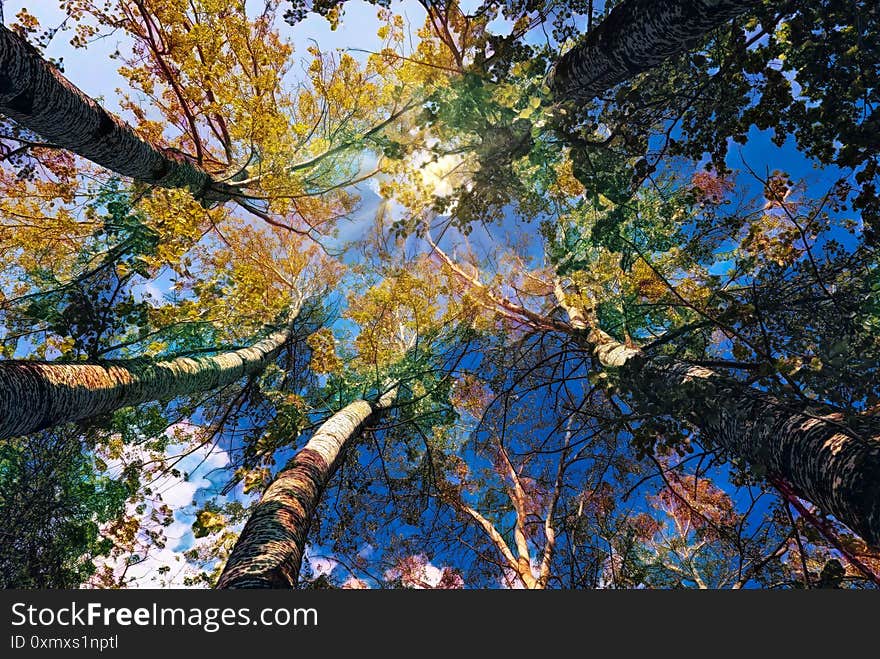 The moon shines through the trees at night in the forest, nature landscape