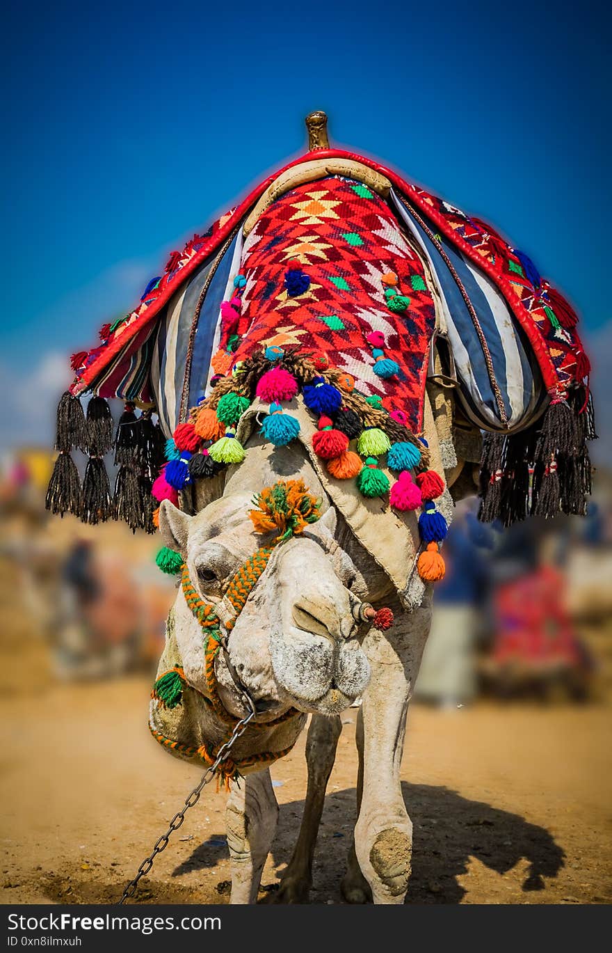 Cairo camel decorated in red, orange and blue carpets and blankets, awaits a rider at Giza. Cairo camel decorated in red, orange and blue carpets and blankets, awaits a rider at Giza