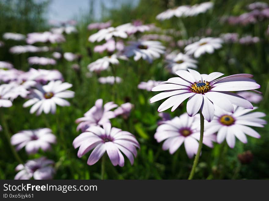 White and purple flowers, Oxford Botanic Garden