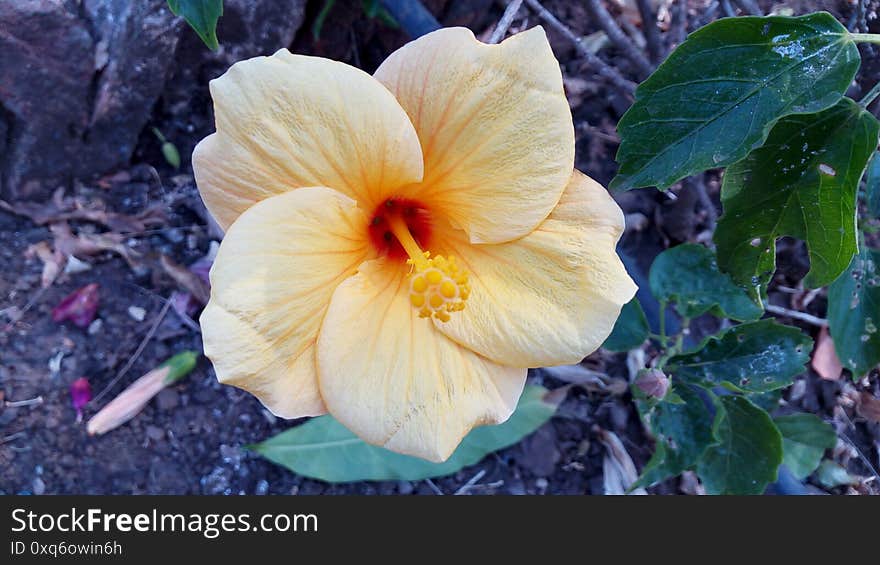 Beautiful picture of big hibiscus Flower, yellow color or orange color