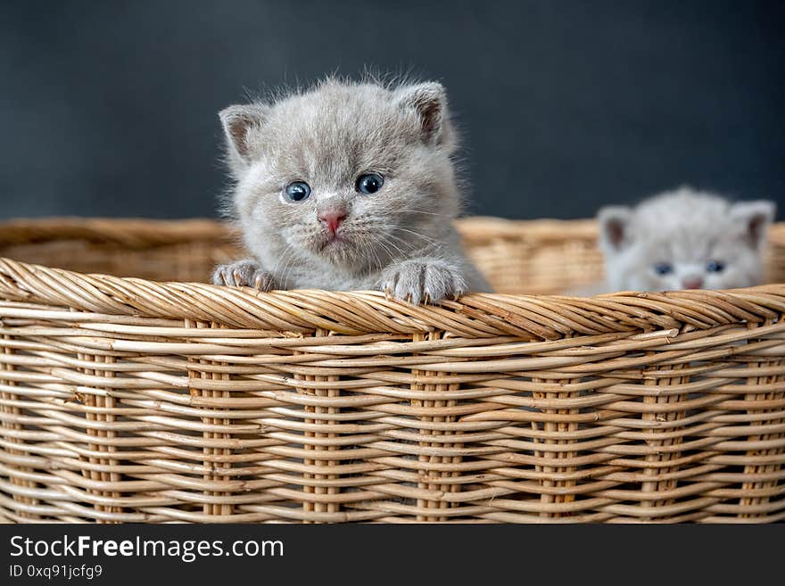 British Shorthair cat, Blue color a cute and beautiful baby kitten playing naughty in a basket