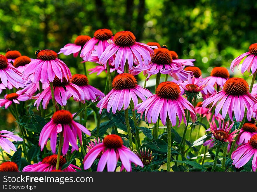 Echinacea flowers