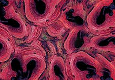 Abstract Colorful Red  Background Design, Red Texture Royalty Free Stock Photos
