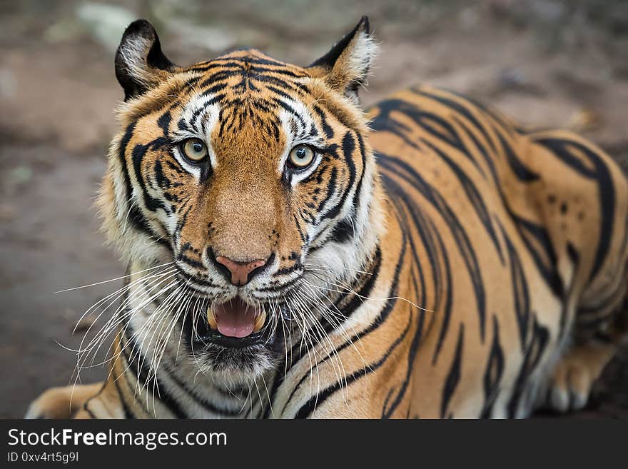 The tiger looked at me very scary. Panthera tigris corbetti in the natural habitat, wild dangerous animal in the natural habitat, in Thailand. The tiger looked at me very scary. Panthera tigris corbetti in the natural habitat, wild dangerous animal in the natural habitat, in Thailand