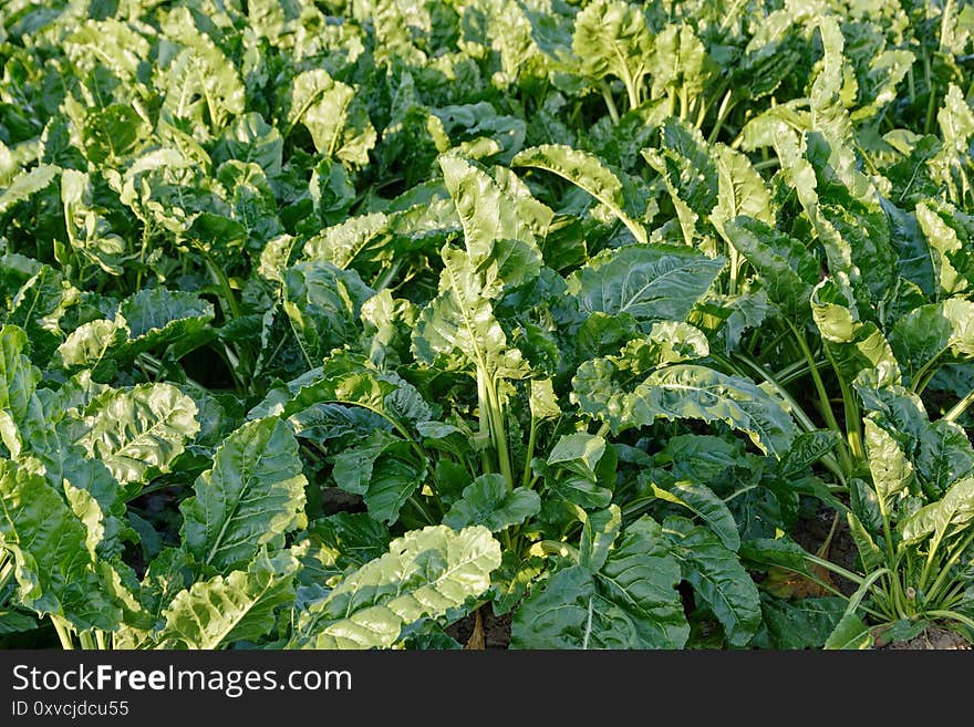 View of sugar beet leaves, sugar beet in the field