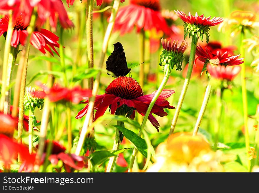 Butterfly has closed wings, butterfly collects food from colorful flowers. Butterfly has closed wings, butterfly collects food from colorful flowers