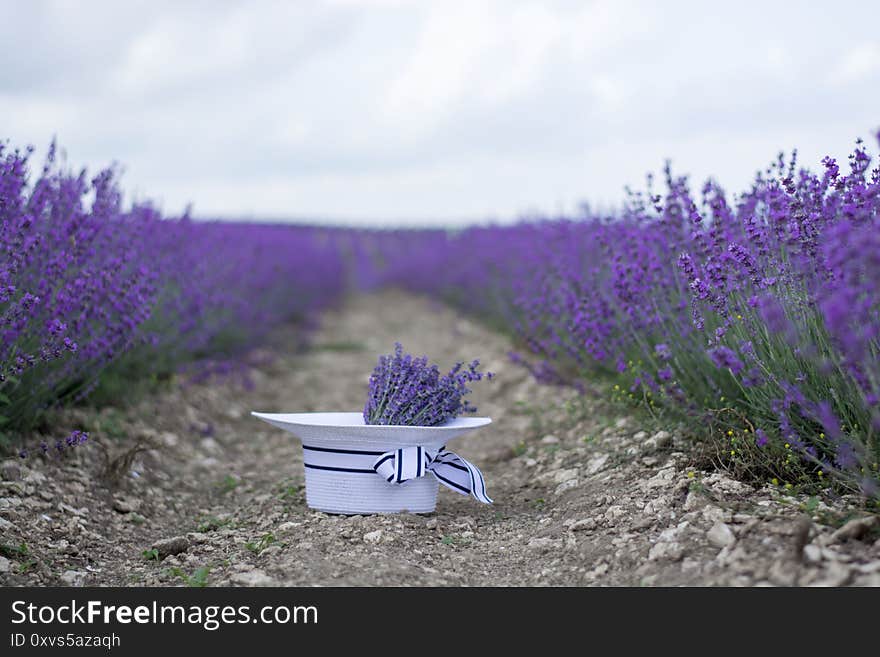 Lavender In The Crimea