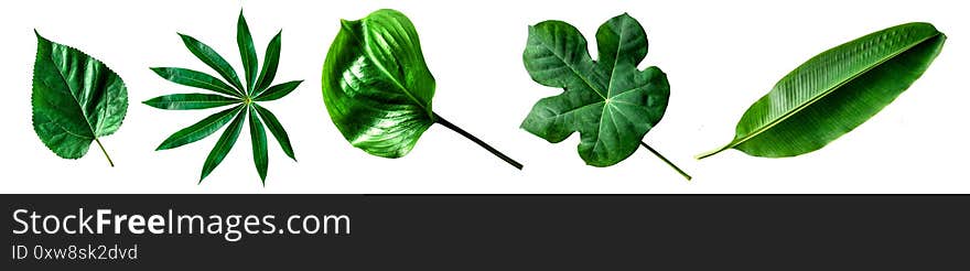 Collection Isolated Nature Green Leaves On White Background.