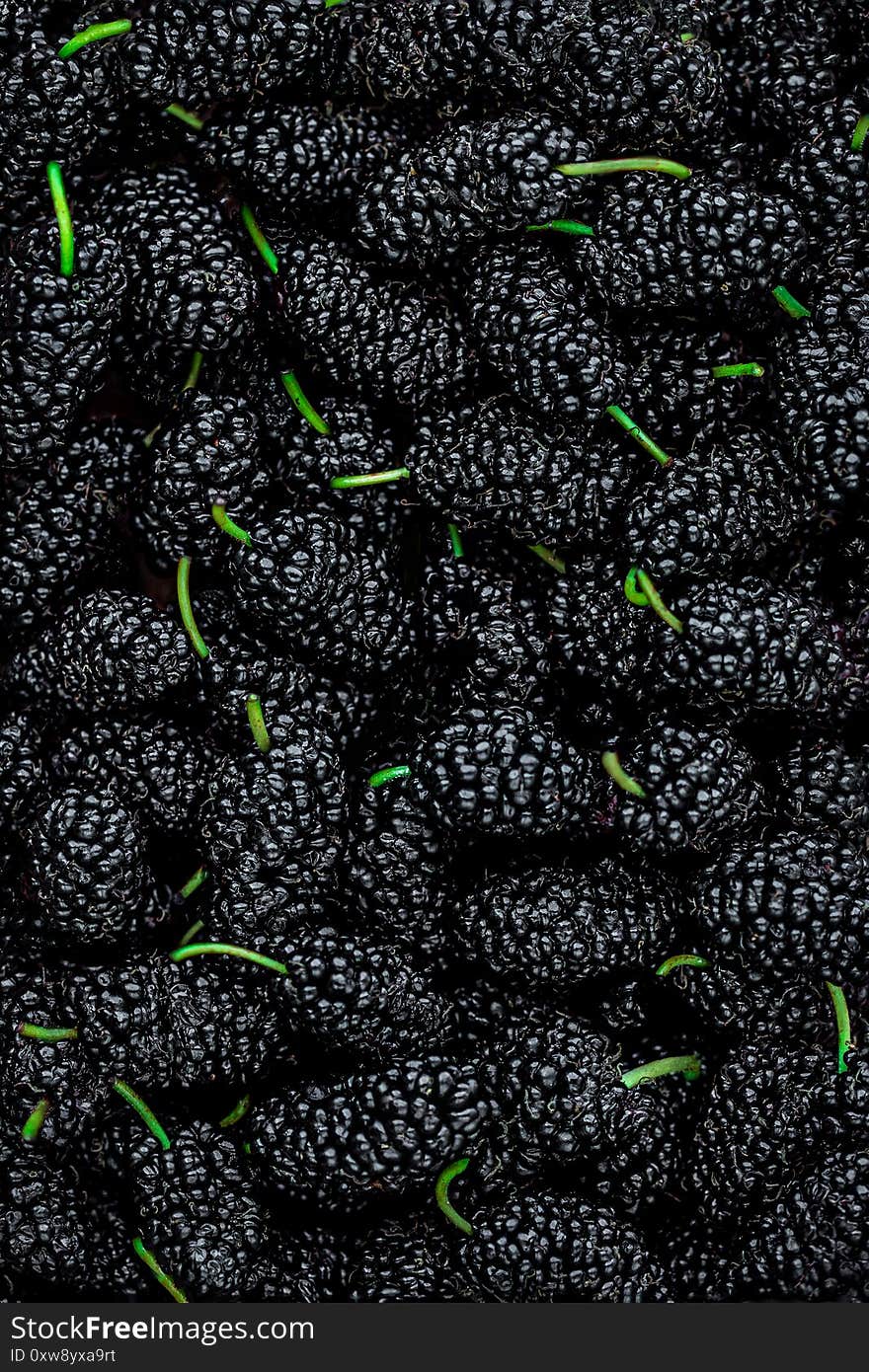 Mulberry background. Mulberry summer fruit close up. Fresh Mulberrys top view. Black Berries Backdrop. Mulberry background. Mulberry summer fruit close up. Fresh Mulberrys top view. Black Berries Backdrop..