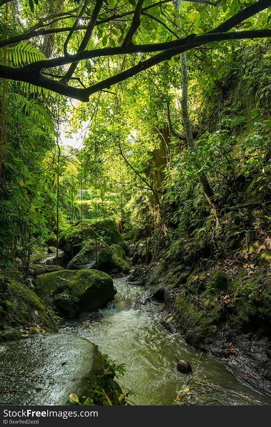 UBUD, BALI INDONESIA - April 19, 2013: View of sacred Monkey Forest in Ubud