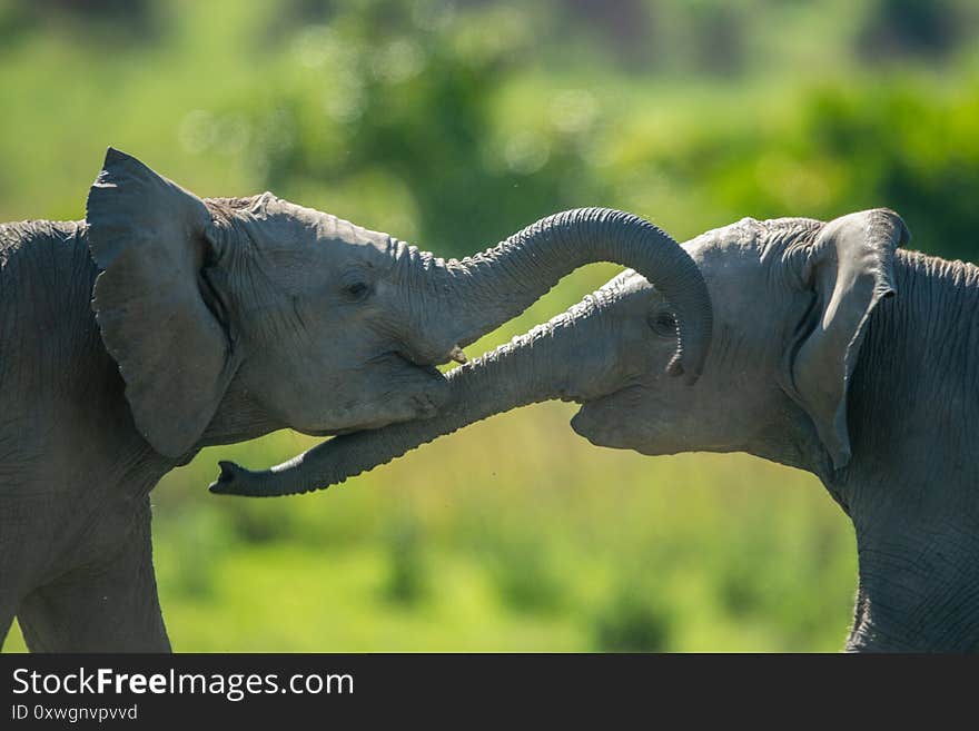 Close-up Of Two Young Elephants Play Fighting