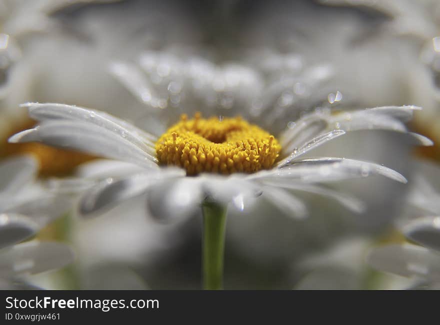 Close up of chamomile flower .