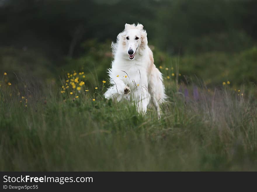 Portrait of young and happy beige dog breed russian borzoi running and jumping in the field in summer