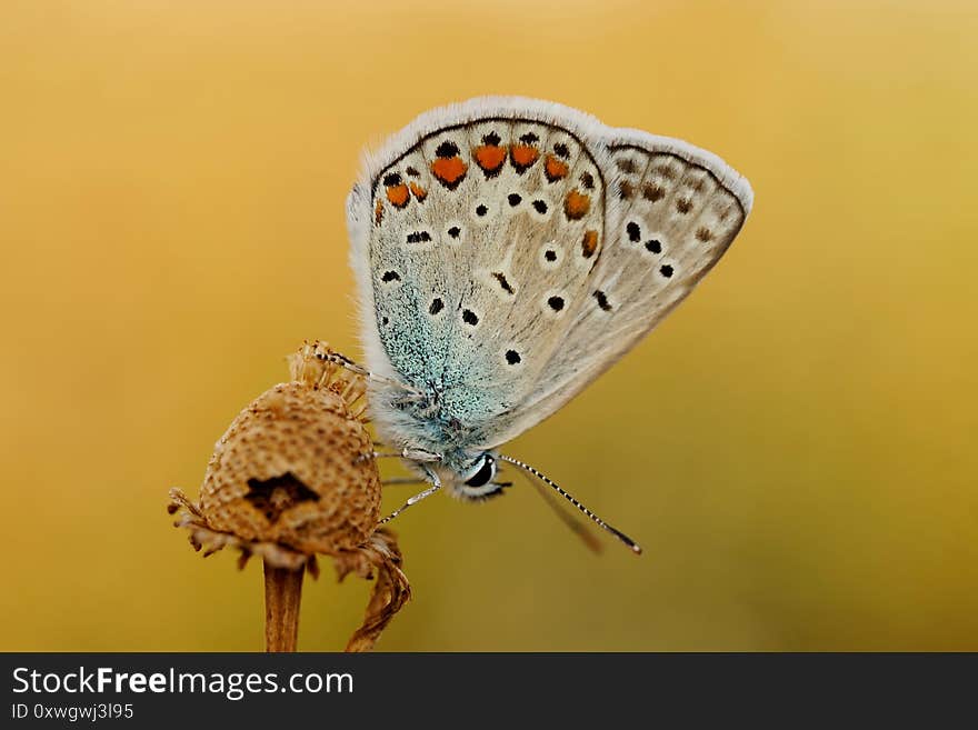 Common blue butterfly, Polyommatus icarus in summer meadow. Common blue butterfly, Polyommatus icarus in summer meadow