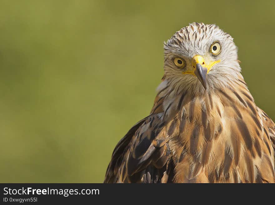 The Red Kite Milvus milvus raptor portrait. The Red Kite is a medium-large bird of prey in the family Accipitridae. Taken in Izco Basque Country