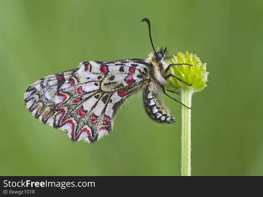 Zerynthia rumina, the Spanish festoon, is a butterfly belonging to the family Papilionidae. It is a widespread species in Spain and frequents most habitats