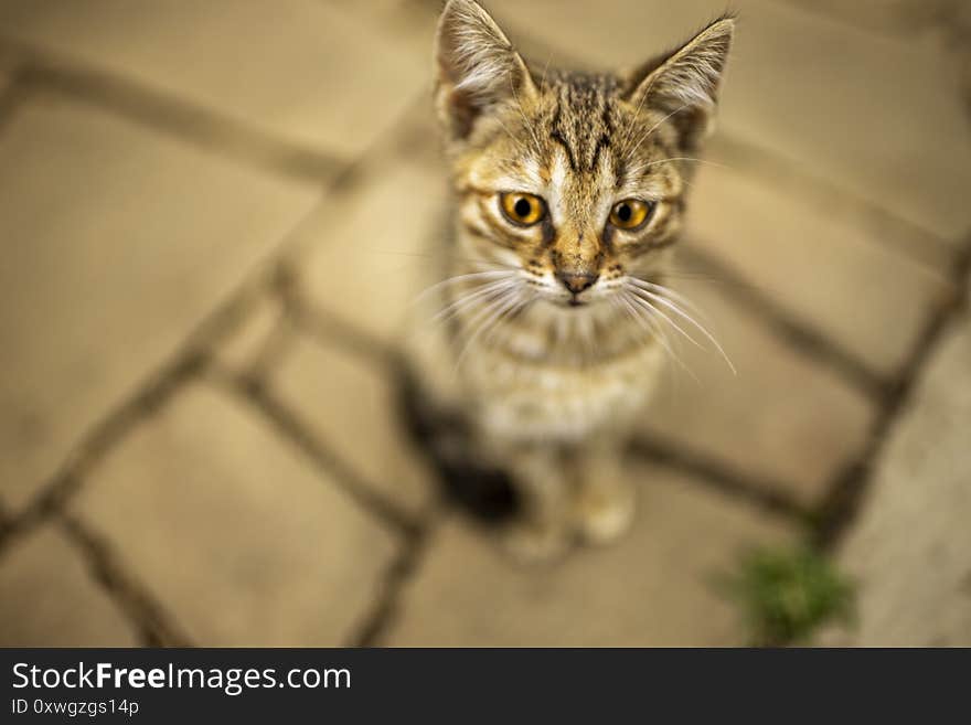 Cute tabby kitten sitting on the mosaic stone sidewalk