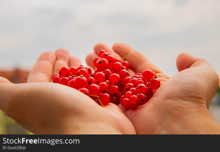 Healthy, freshly picked red currants presented in the hands. High quality photo