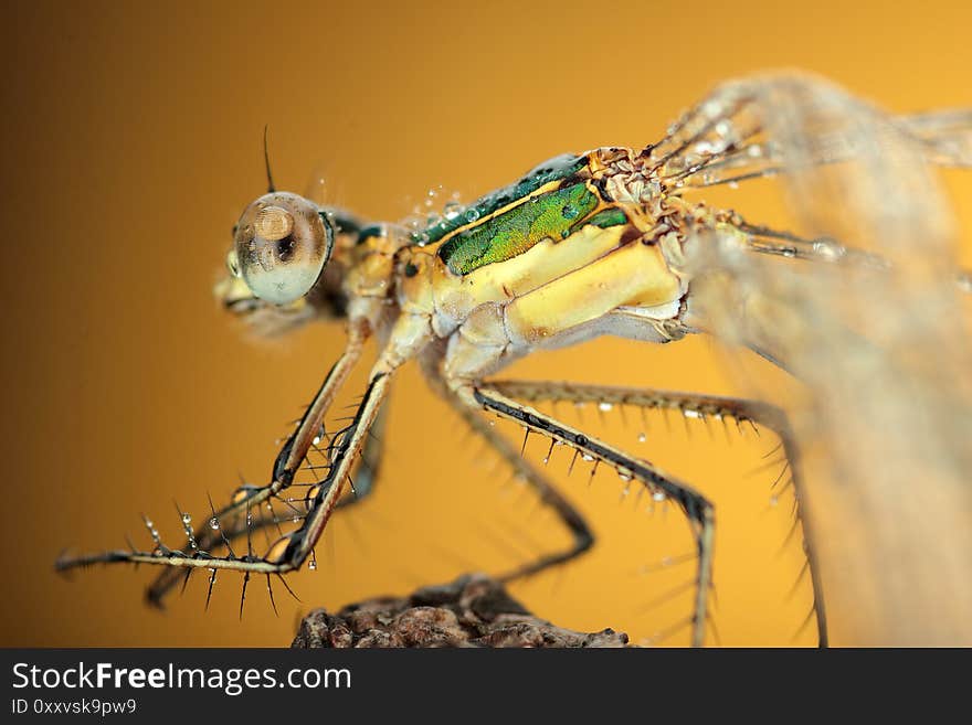 Dragonfly on a stick