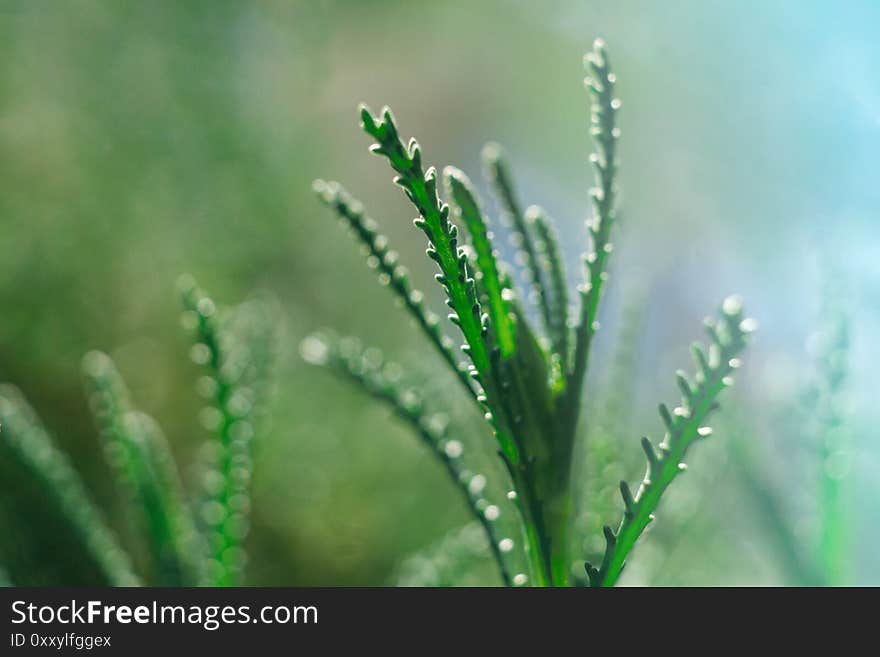 Macro close-up of plant