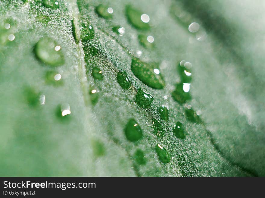 Fresh green leaf with dew drops closeup. Abstract nature background