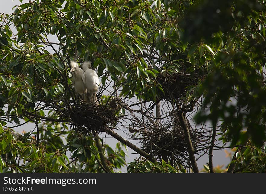 Egrets And Forests