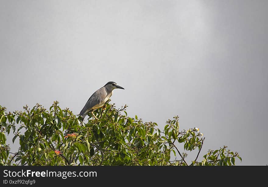 Egrets and forests