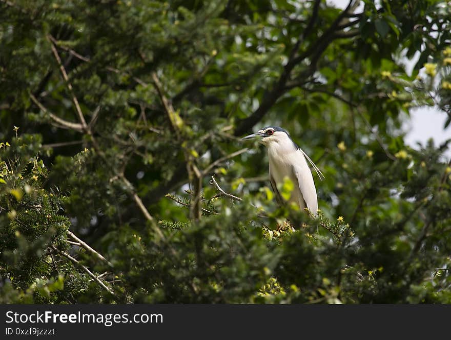 Egrets And Forests